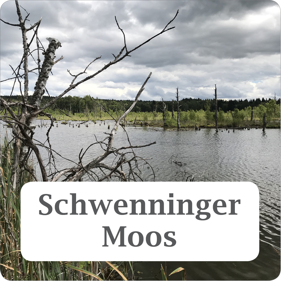 Link zum Neckarursprung und Schwenninger Moos